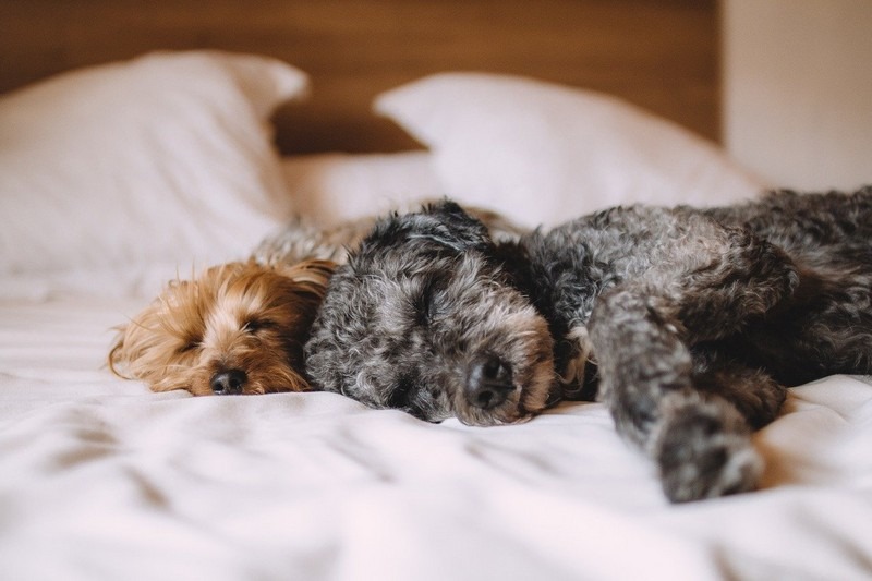 Dog Friendly hotels In Seoul, Korea: Dogs Sleeping On A Hotel Bed