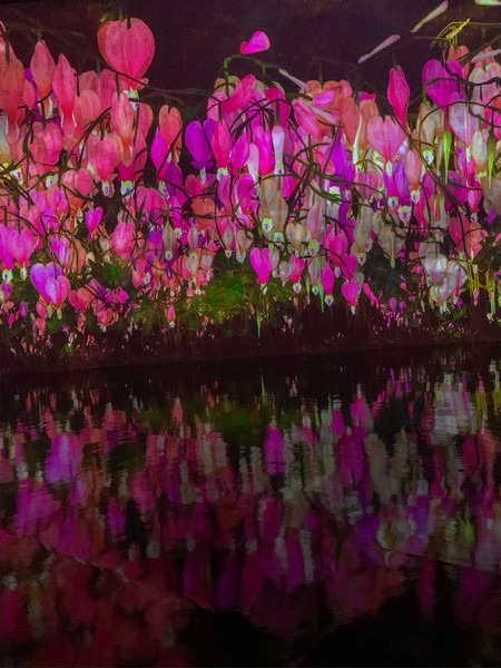 teamLab: Life, Seoul, Korea: Proliferating Immense Life