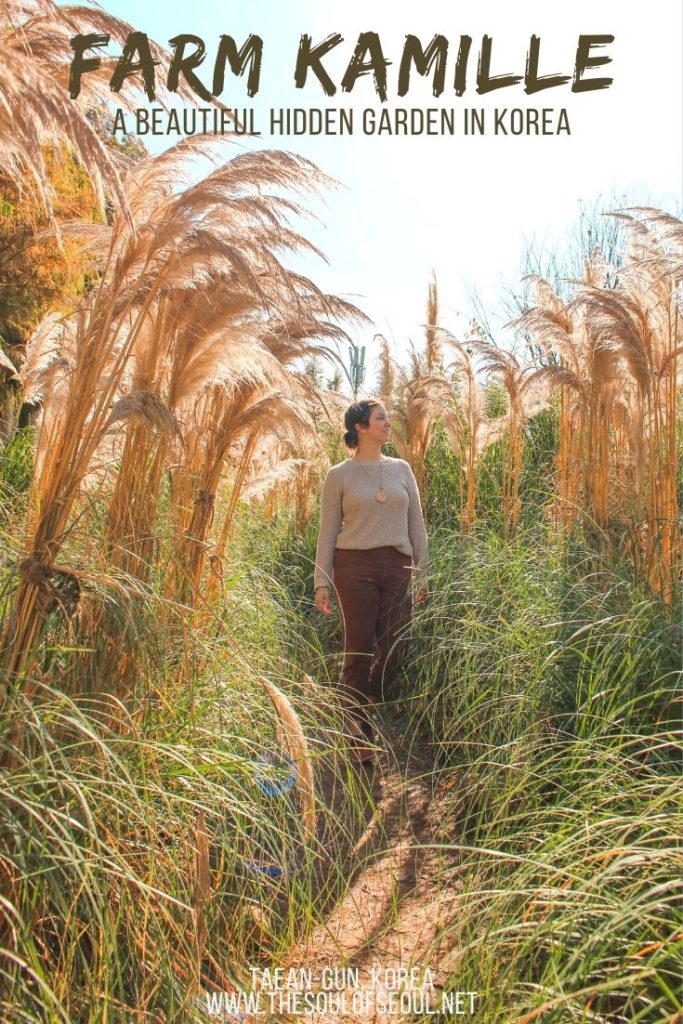 Farm Kamille: A Beautiful Garden In Taean-gun: Farm Kamille is a beautiful garden in Taean-gun, Korea. This KTO Wellness destination in Chunghceongbuk-do has flowers, herbs, and more.