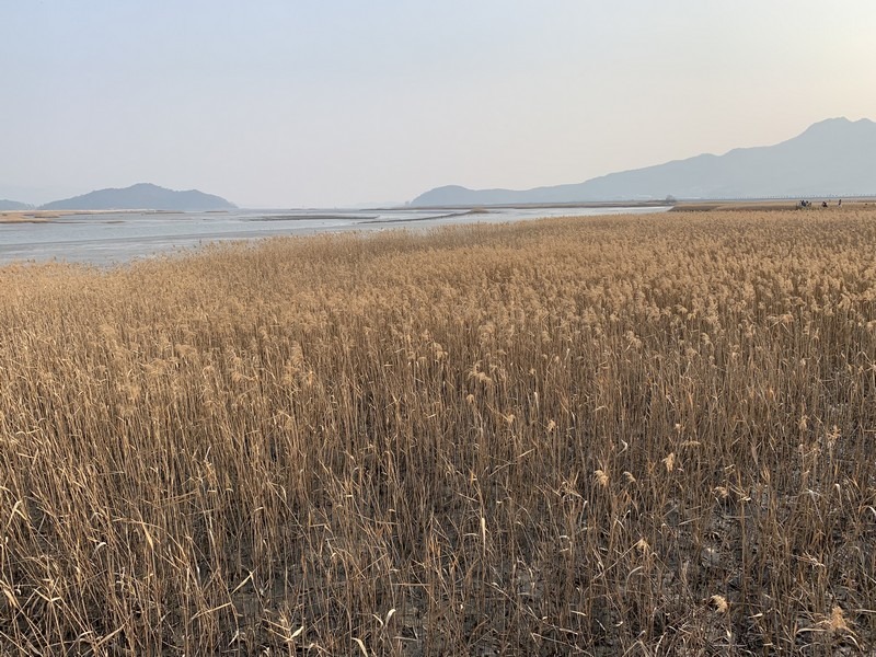 Gangjinman Ecological Park (강진만생태공원), Gangjin, Jeollanam-do, Korea