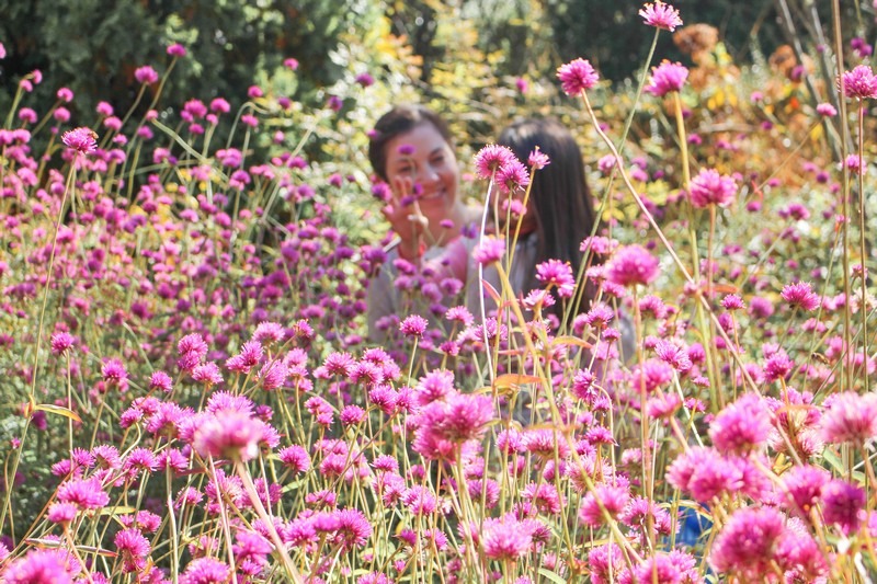 Farm Kamille, Taean-gun, Chungcheongnam-do, Korea