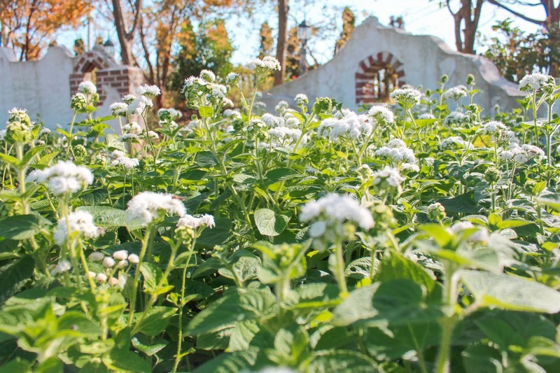 Farm Kamille, Taean-gun, Chungcheongnam-do, Korea