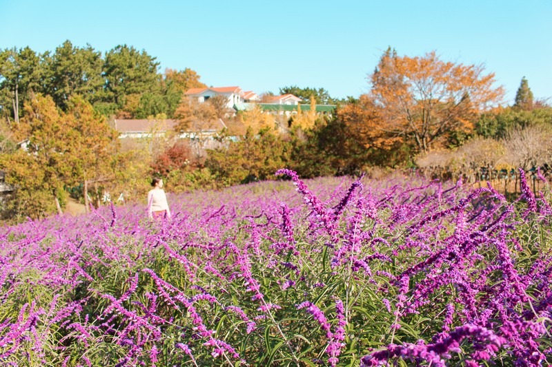 Farm Kamille, Taean-gun, Chungcheongnam-do, Korea