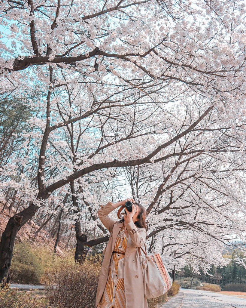 Dream Forest, Seoul, Korea: Cherry blossoms, Hallie Bradley