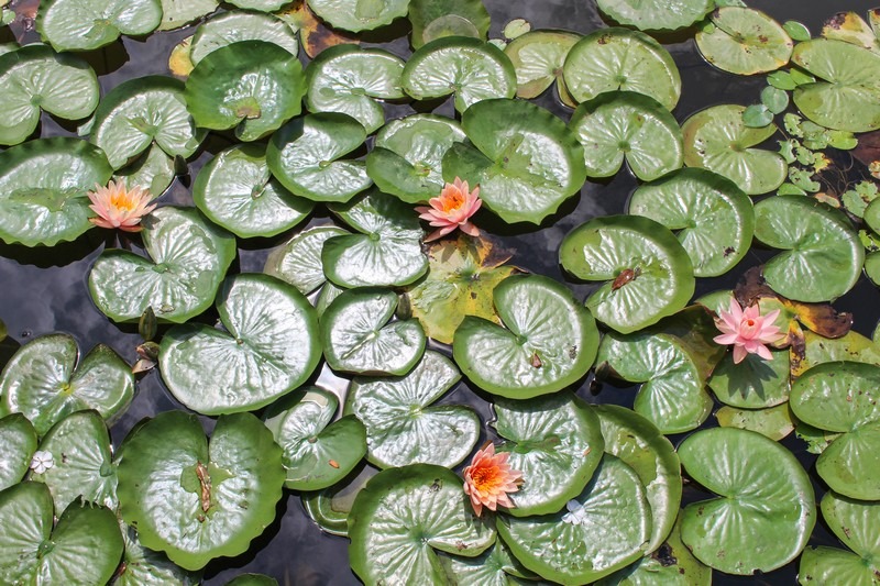 Bucheon EcoPark (부천자연생태공원), Bucheon, Korea