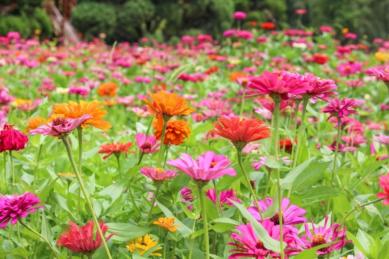 Bucheon EcoPark (부천자연생태공원), Bucheon, Korea