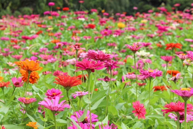 Bucheon EcoPark (부천자연생태공원), Bucheon, Korea