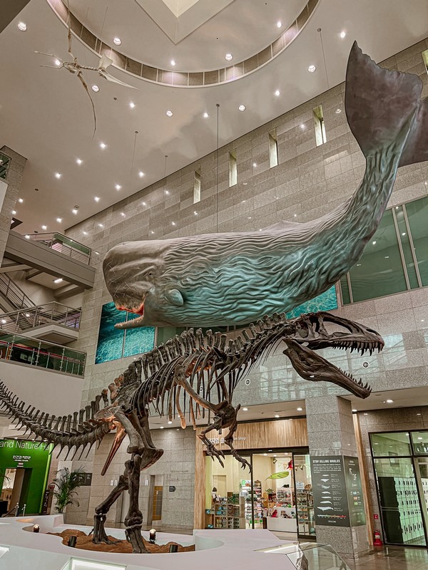 Seodaemun Natural History Museum, Seoul, Korea