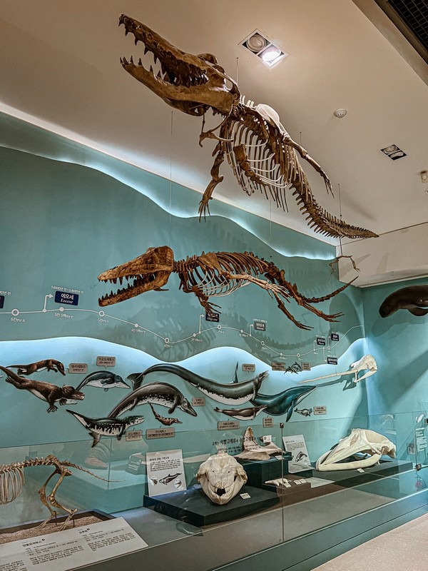 Seodaemun Natural History Museum, Seoul, Korea