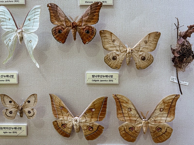 Seodaemun Natural History Museum, Seoul, Korea