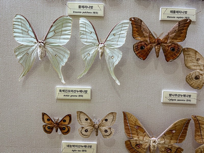 Seodaemun Natural History Museum, Seoul, Korea