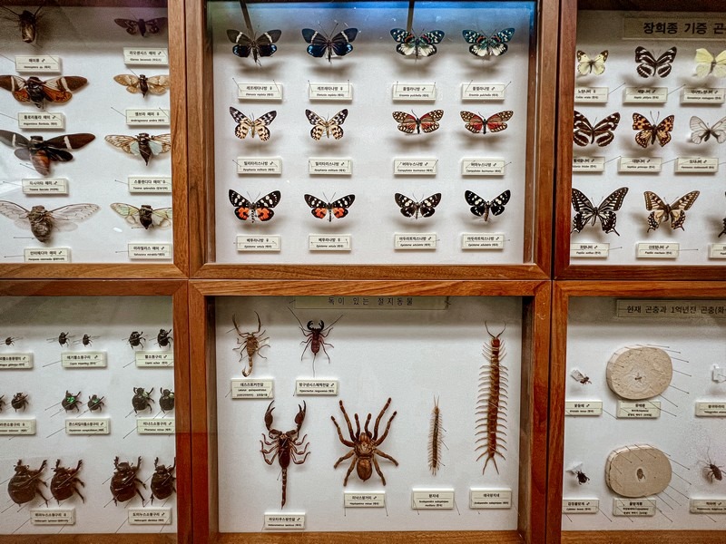 Seodaemun Natural History Museum, Seoul, Korea