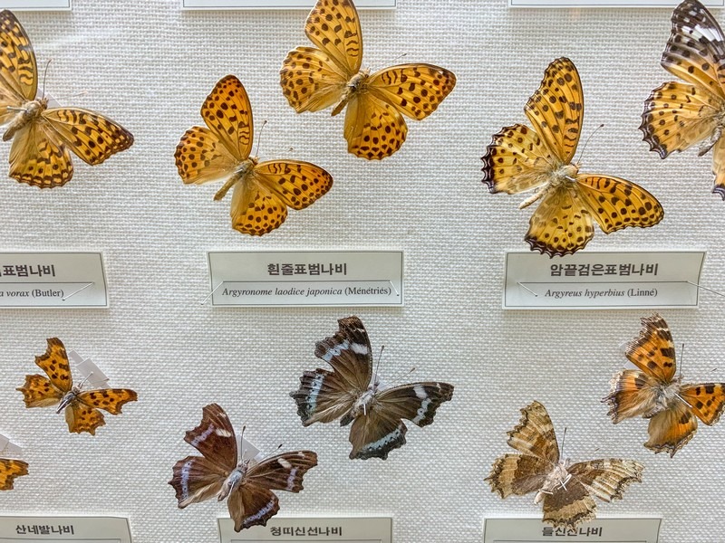 Seodaemun Natural History Museum, Seoul, Korea