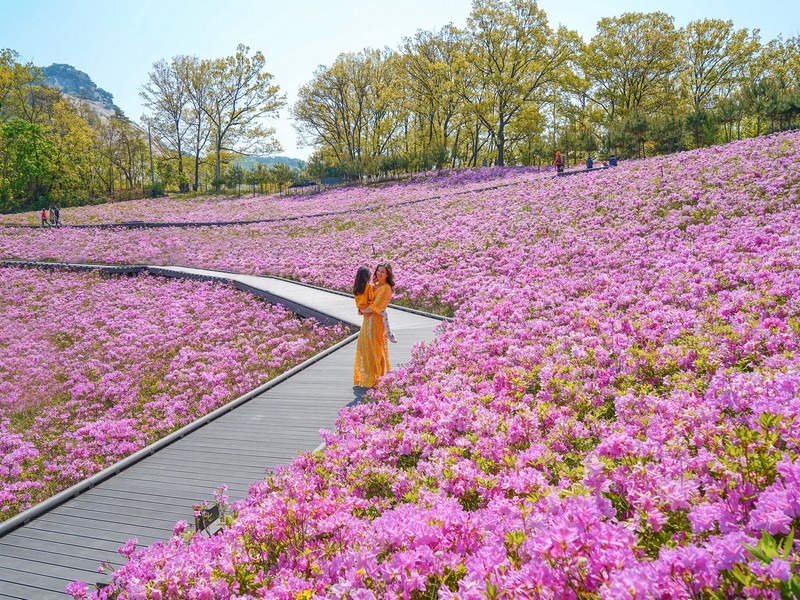 Buramsan Butterfly Garden, Seoul, Korea: Hallie Bradley and daughter with azaleas.