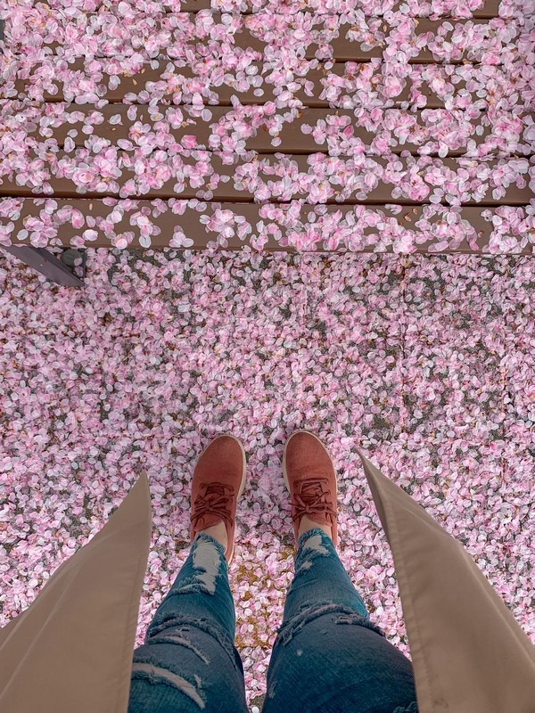 Yeouido Cherry Blossom Festival, Yeouido, Seoul, Korea