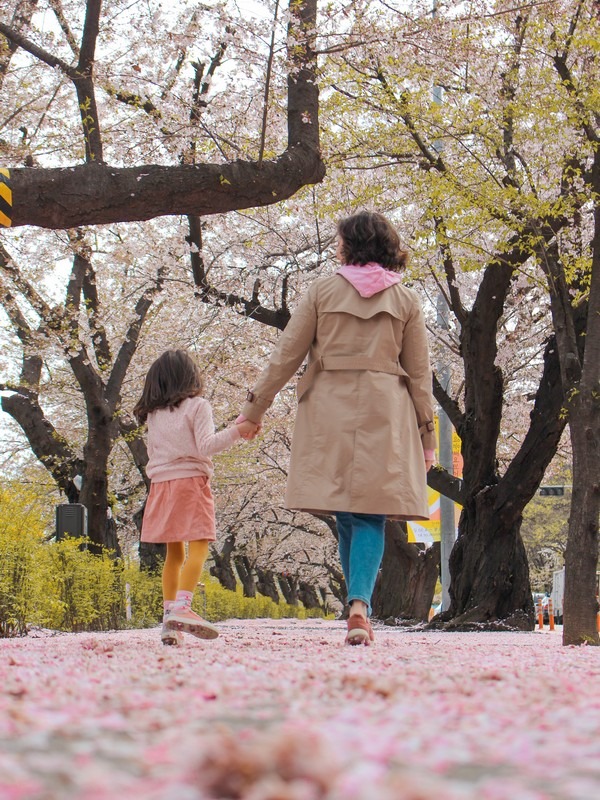 Yeouido Cherry Blossom Festival, Yeouido, Seoul, Korea