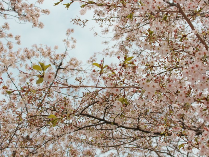 Yeouido Cherry Blossom Festival, Yeouido, Seoul, Korea
