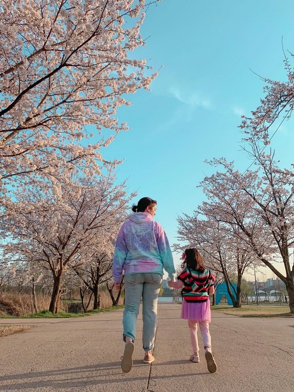 Nanji Han River Park, Seoul, Korea: Korelimited, Hallie Bradley, Cherry Blossoms