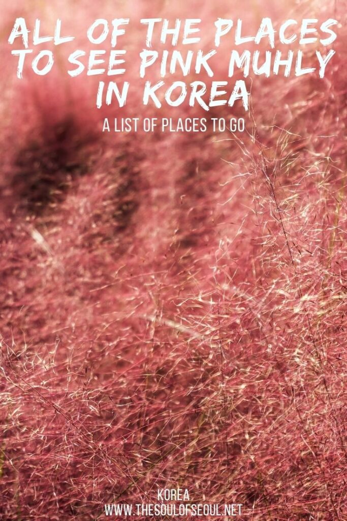 A Long List Of Places To See Pink Muhly In Korea In The Fall