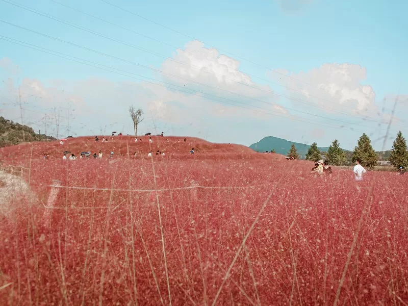 Hapcheon Shin Soyang Sports Park (합천신소양체육공원), Hapcheon, Korea; pink muhly