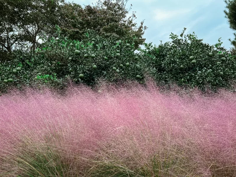 Hueree Park (휴애리자연생활공원), Jeju, Korea; Jeju sign, pink muhly
