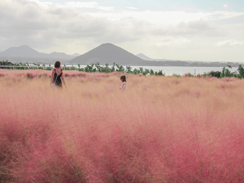 Pink Muhly, Udo Island, Jeju, Korea