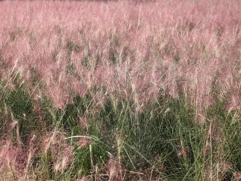 pink muhly (핑크뮬리)