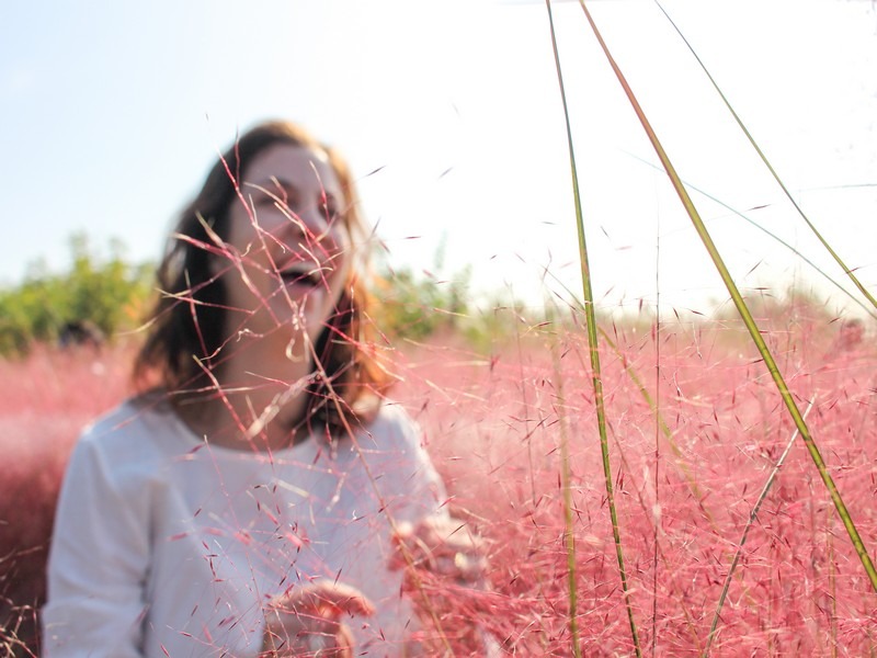 Pink Muhly, Sky Park, Seoul, Korea