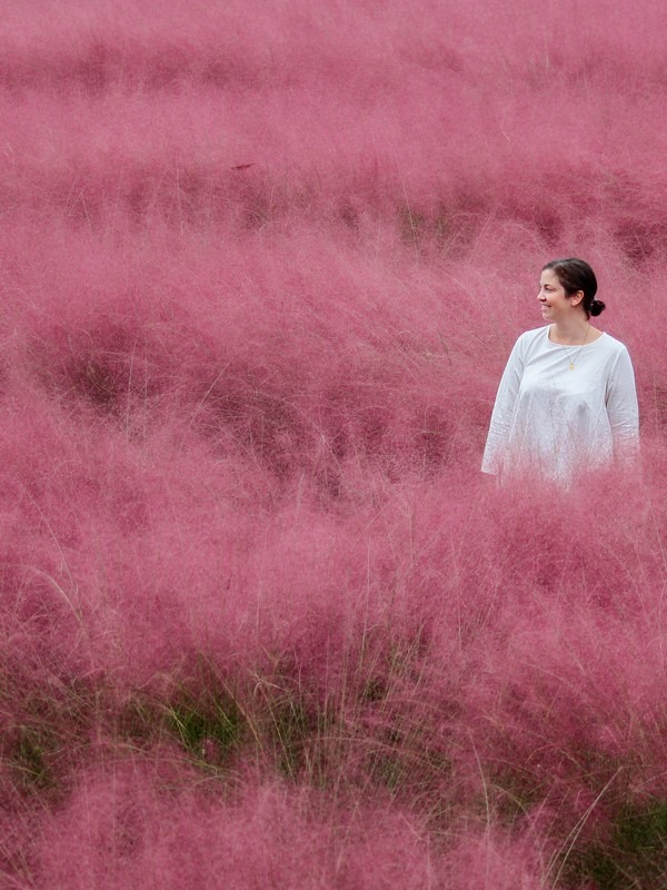 Yangju Nari Park (양주나리공원), pink muhly, Korea