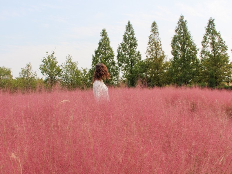 Pink Muhly, Dream Park, Incheon, Korea