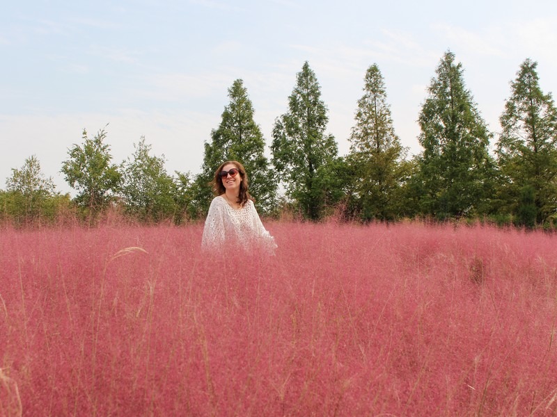 pink muhly, Korea