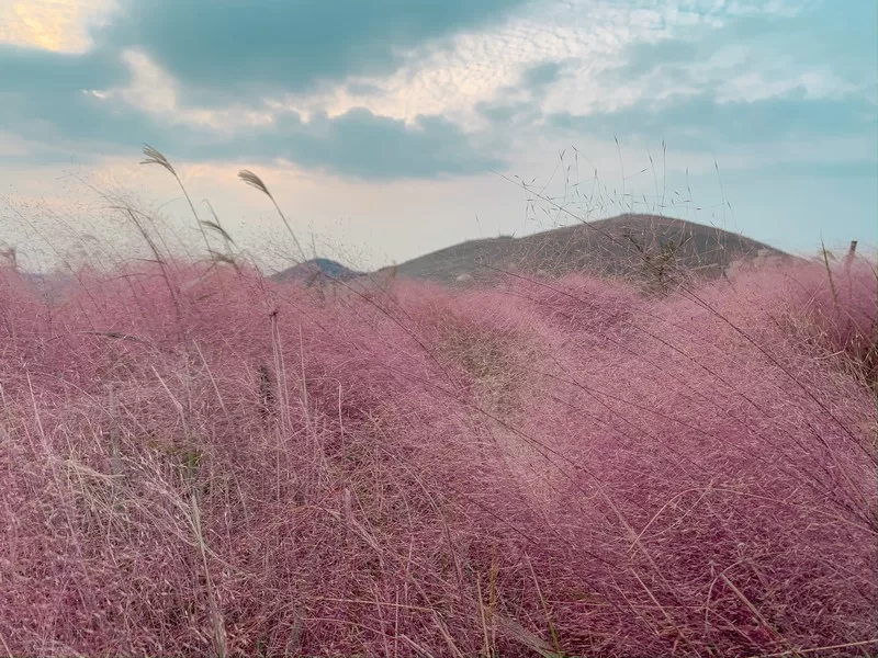 pink muhly (핑크뮬리), Jeju-do, Korea