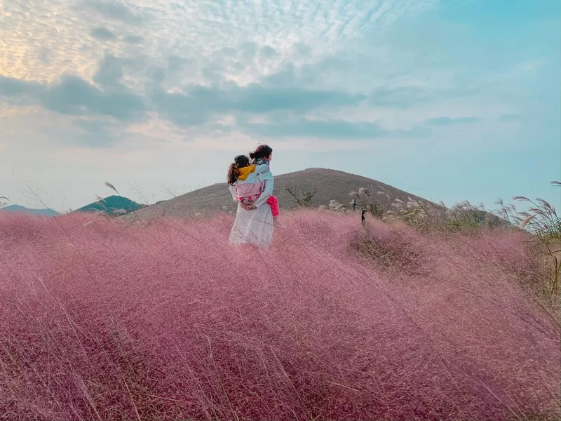 pink muhly (핑크뮬리), Jeju-do, Korea