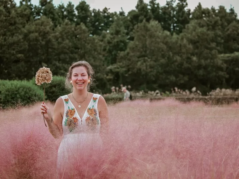 pink muhly (핑크뮬리), Jeju-do, Korea