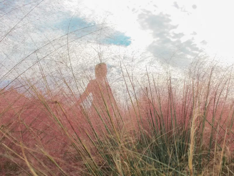 pink muhly