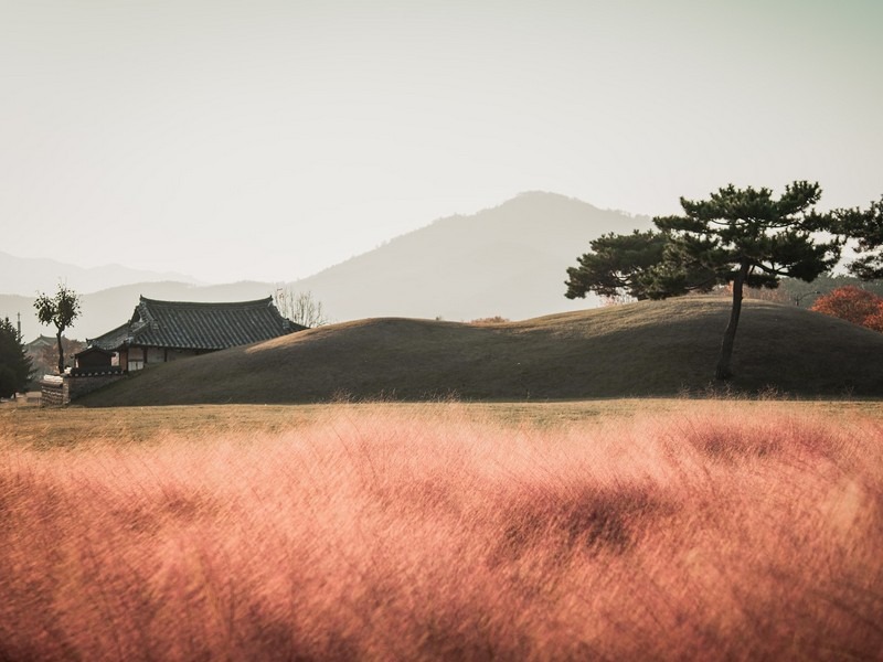 Pink Muhly, Gyeongju, Korea