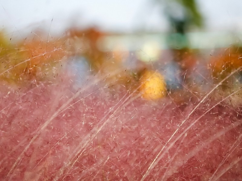 Pink Muhly, Korea