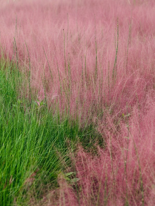 Yangju Nari Park (양주나리공원), pink muhly, Korea