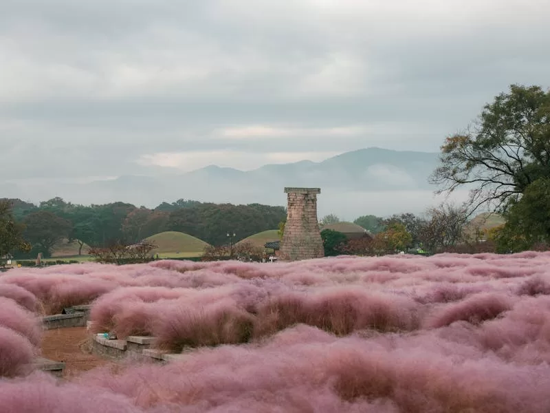 Cheomseongdae in Gyeongju (첨성대), Korea; pink muhly