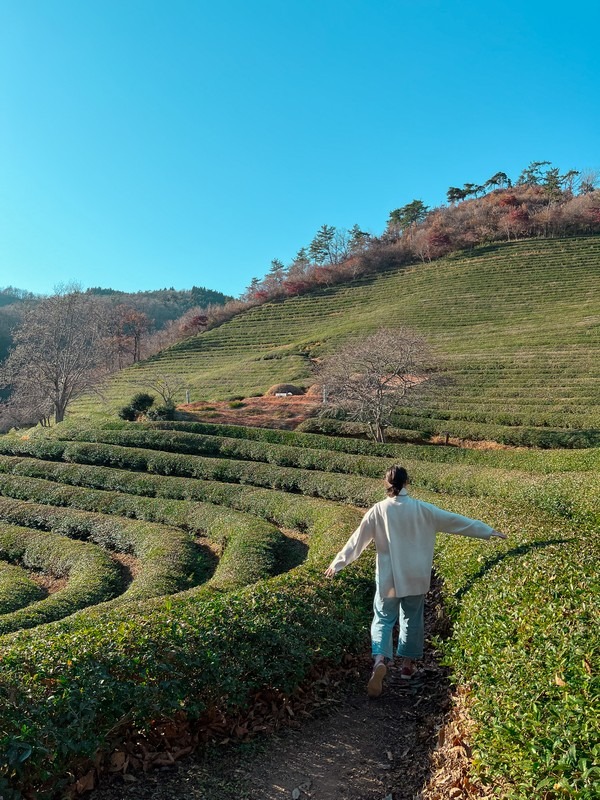 Boseong Green Tea Fields, Boseong, Jeollanam-do, Korea