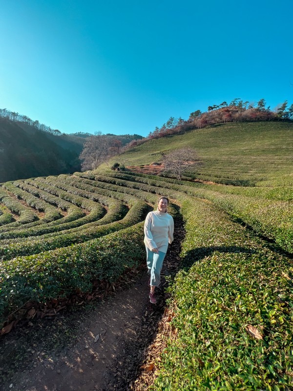 Boseong Green Tea Fields, Boseong, Jeollanam-do, Korea