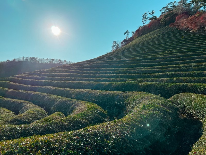 Boseong Green Tea Fields, Boseong, Jeollanam-do, Korea