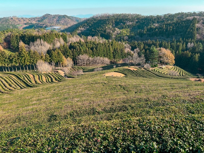 Boseong Green Tea Fields, Boseong, Jeollanam-do, Korea