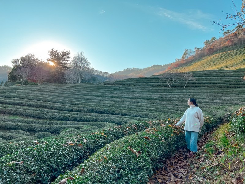 Boseong Green Tea Fields How To Get There & What To See The Soul of