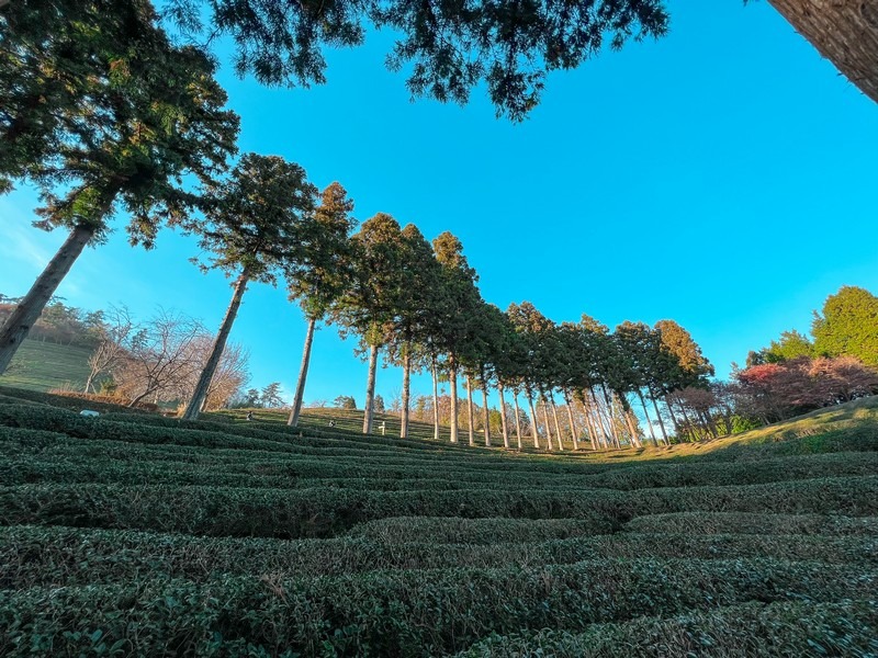 Boseong Green Tea Fields, Boseong, Jeollanam-do, Korea