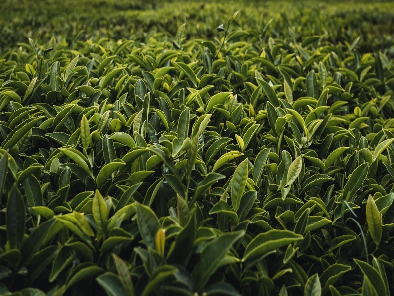 Green Tea, Boseong, Jeollanam-do, Korea