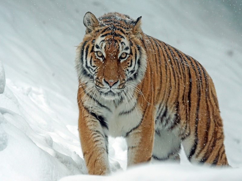 Year of the Tiger, Korea