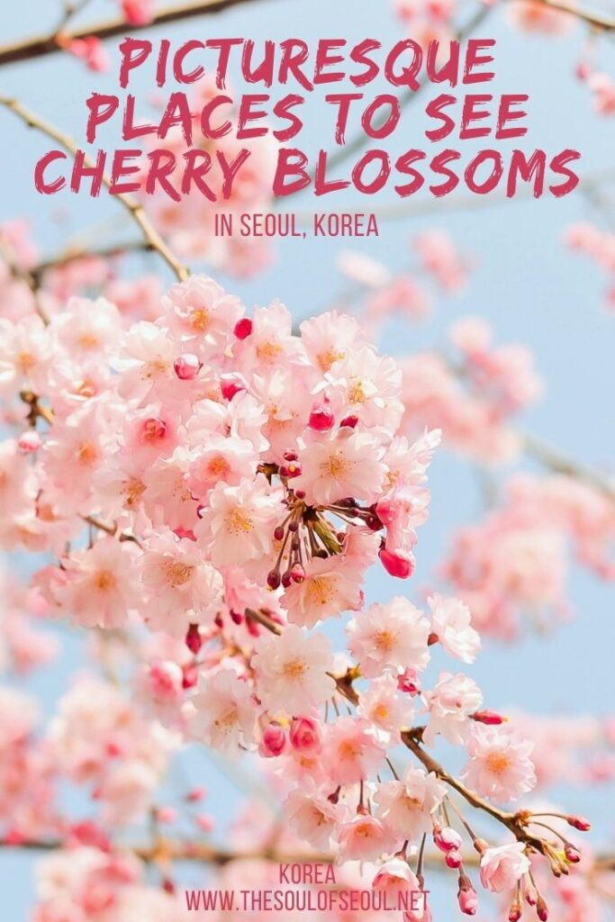 15 of the Most Picturesque Places To See Cherry Blossoms In Seoul: Looking for cherry blossoms in Seoul this spring? Here are 15 of the most beautiful places to see cherry blossoms in Seoul, Korea!