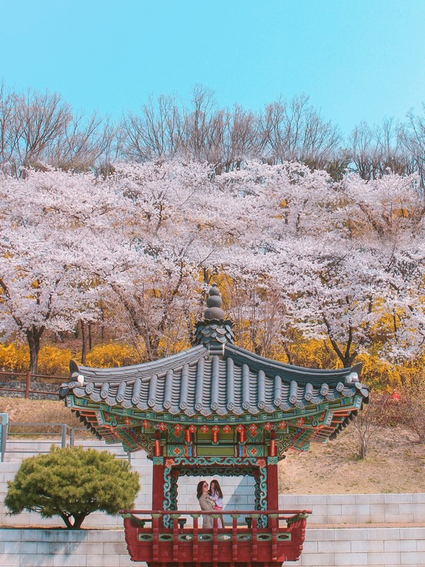 Dream Forest, Gangbuk-gu, Seoul, Korea: Cherry Blossoms