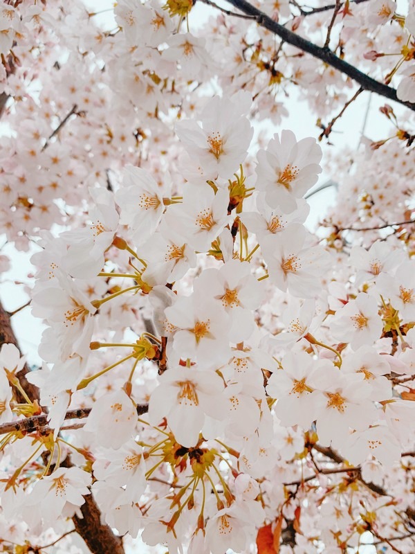 Hapjeong, Seoul, Korea: Cherry Blossoms